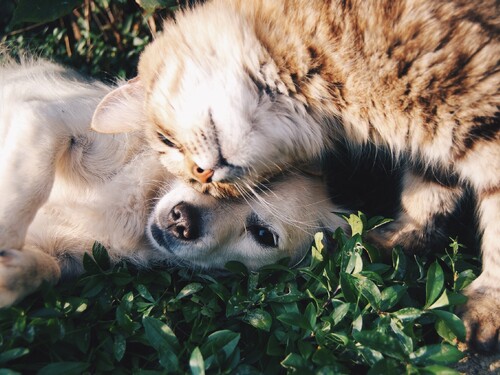 Dieren