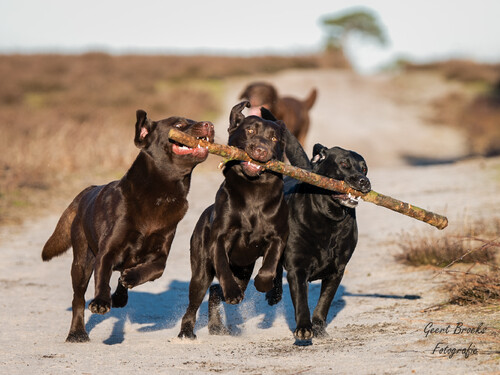 Dieren