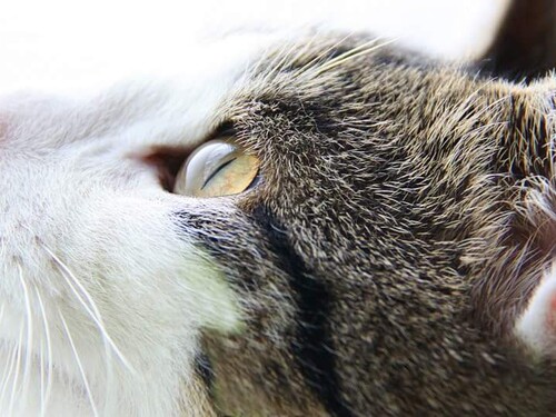 Dieren