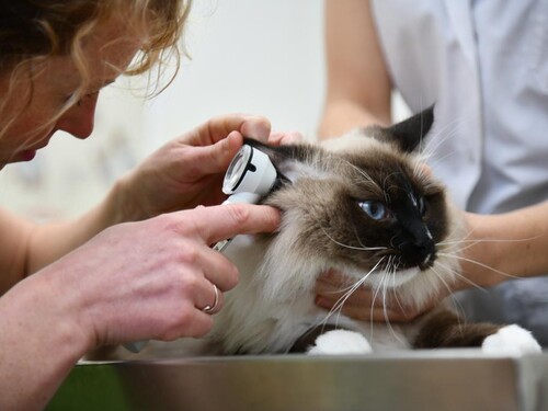 Dieren